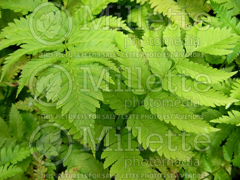 Dryopteris goldiana (giant wood fern Goldie's shield fern) 7 