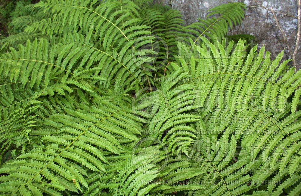 Dryopteris goldiana (giant wood fern Goldie's shield fern) 2 