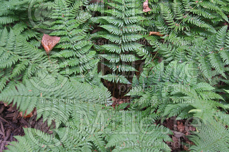 Dryopteris marginalis (Autumn Fern)   2