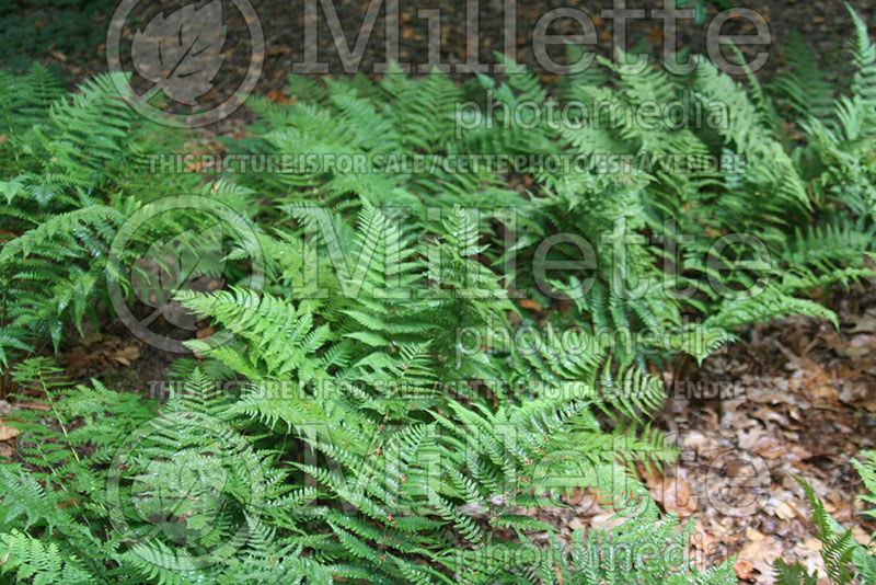 Dryopteris marginalis (Autumn Fern)   1