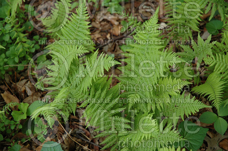 Dryopteris or Thelypteris noveboracensis (New York fern) 1 