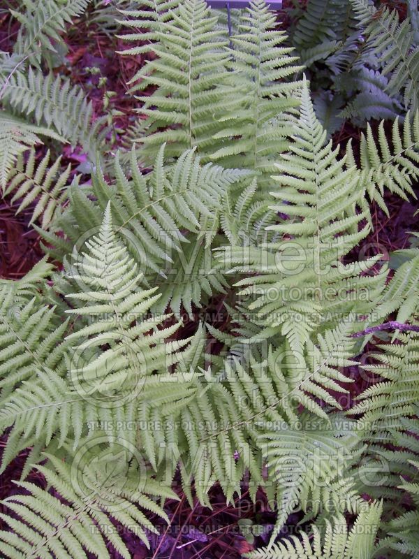 Dryopteris or Thelypteris noveboracensis (New York fern) 8 