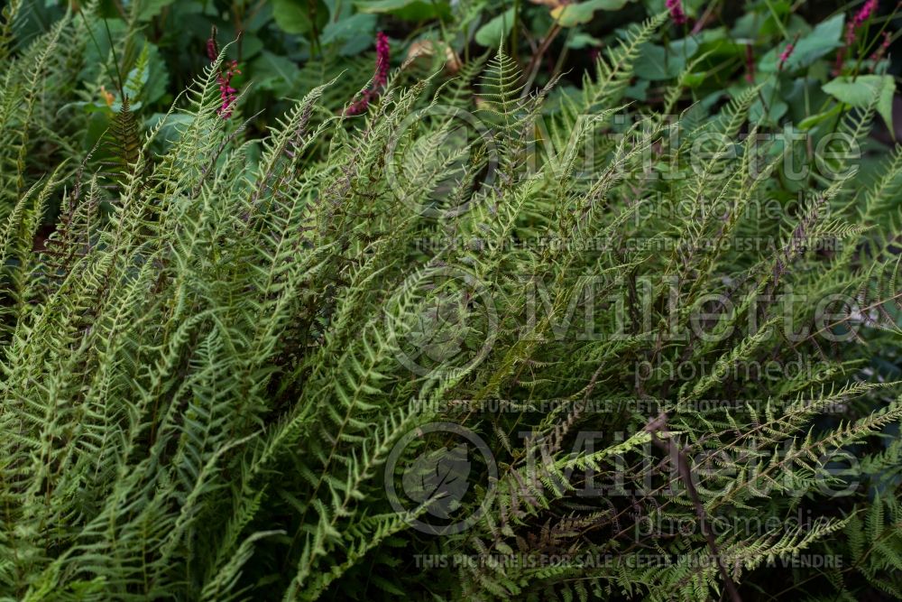 Dryopteris aka Thelypteris noveboracensis (New York fern) 9 