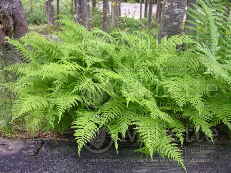 Dryopteris or Thelypteris noveboracensis (New York fern) 3 