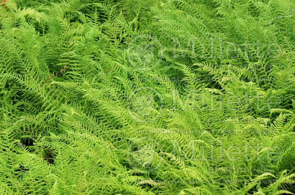 Dryopteris or Thelypteris noveboracensis (New York fern) 4 