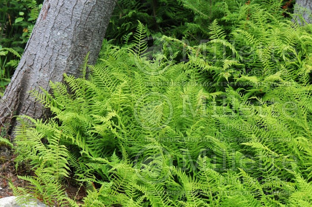 Dryopteris or Thelypteris noveboracensis (New York fern) 5 