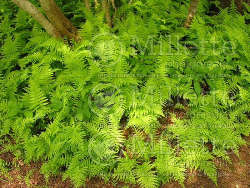 Dryopteris or Thelypteris noveboracensis (New York fern) 6 