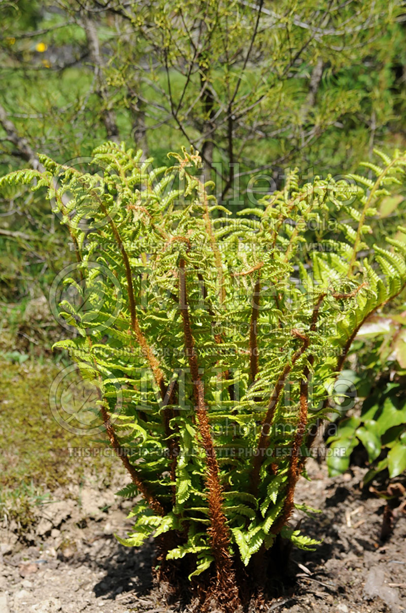 Dryopteris polylepis (Scaly Wood Fern) 1 