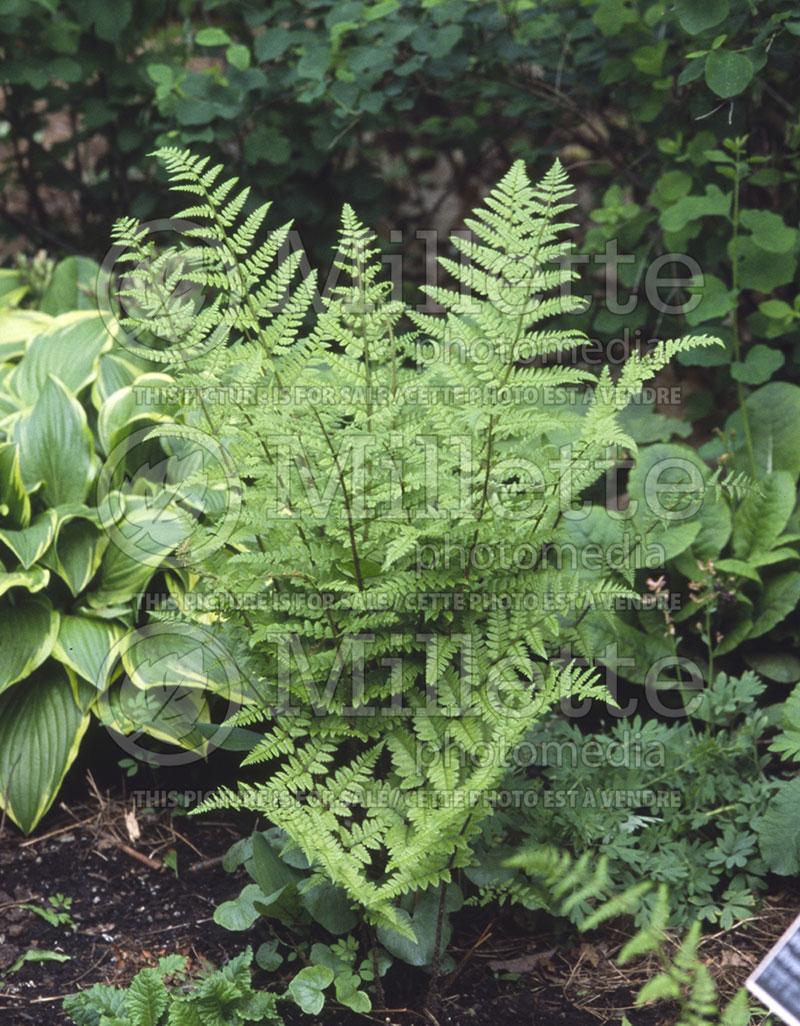 Dryopteris remota (Autumn Fern) 1 