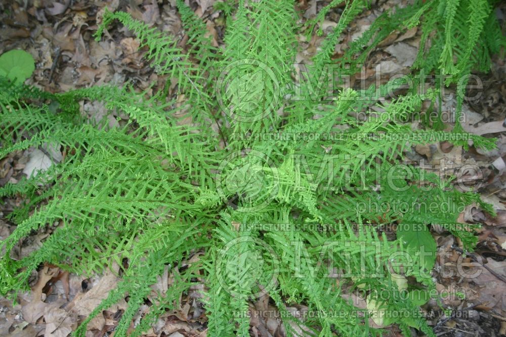 Dryopteris spinulosa (wood fern) 1 