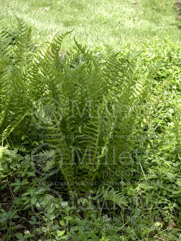 Dryopteris tokyoensis (Tokyo wood fern) 2 