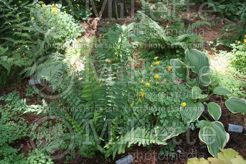 Dryopteris tokyoensis (Tokyo wood fern) 1 