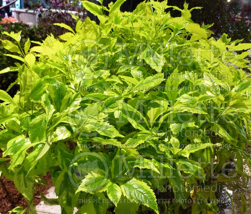 Duranta erecta Aureo-variegata (Golden dewdrop, Pigeon berry) 1 