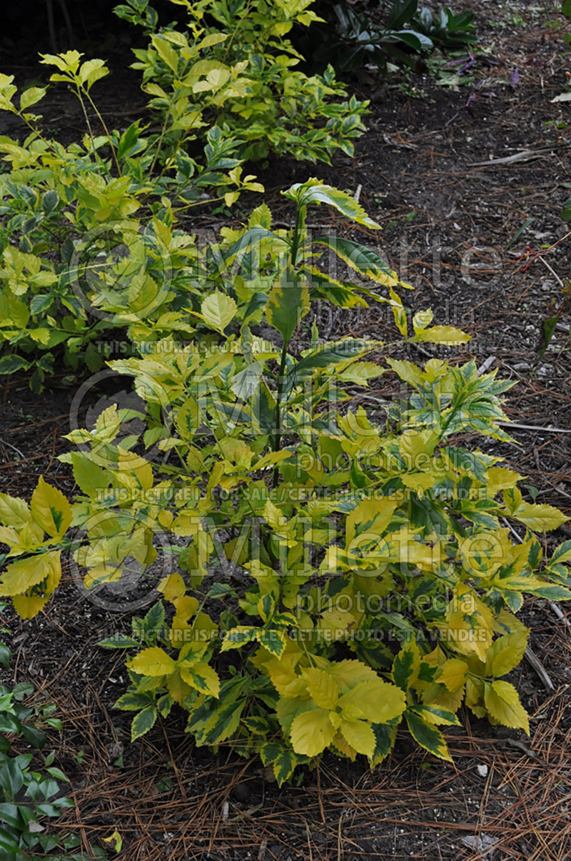 Duranta erecta (Pigeon berry) 1 