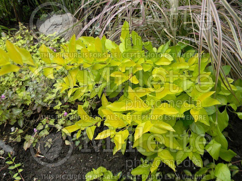 Duranta Aurea (Golden dewdrop, Pigeon berry) 1 