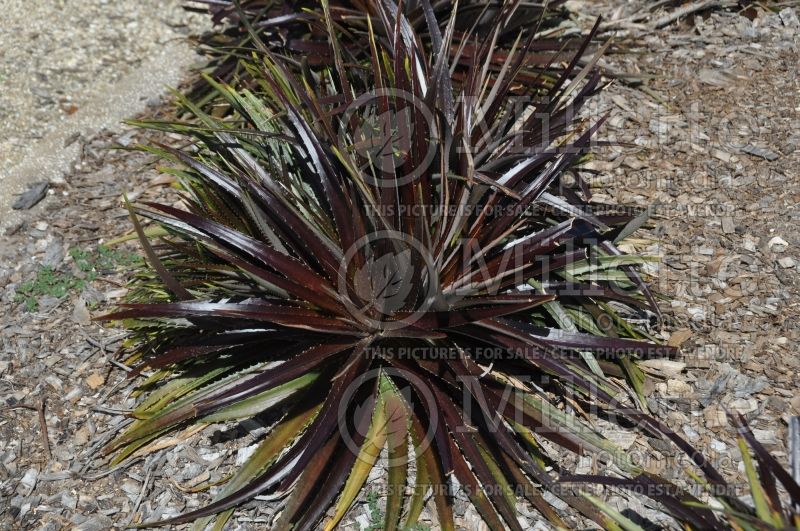 Dyckia Carlsbad (Dyckia) 1 