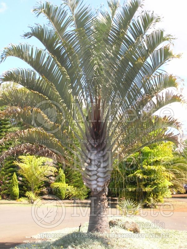 Dypsis decaryi (Triangle Palm) 5 