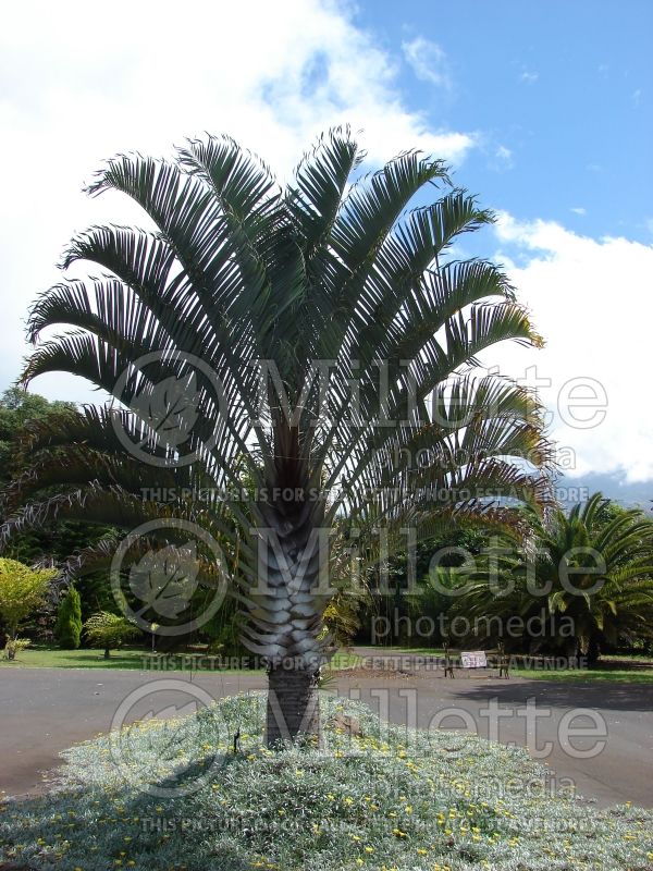 Dypsis decaryi (Triangle Palm) 3 