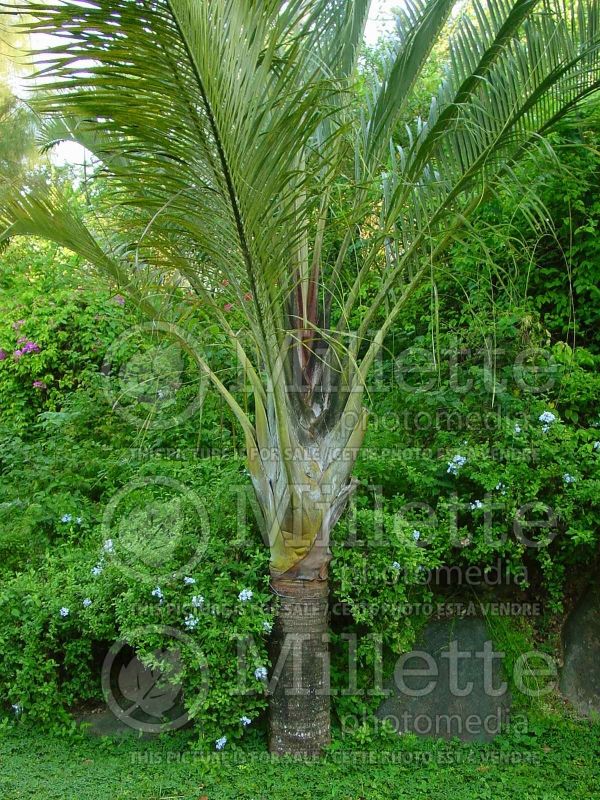 Dypsis decaryi (Triangle Palm) 4 