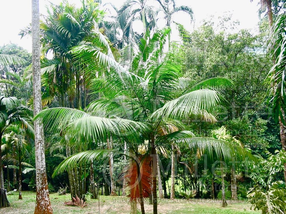 Dypsis leptocheilos (Teddy Bear Palm) 1