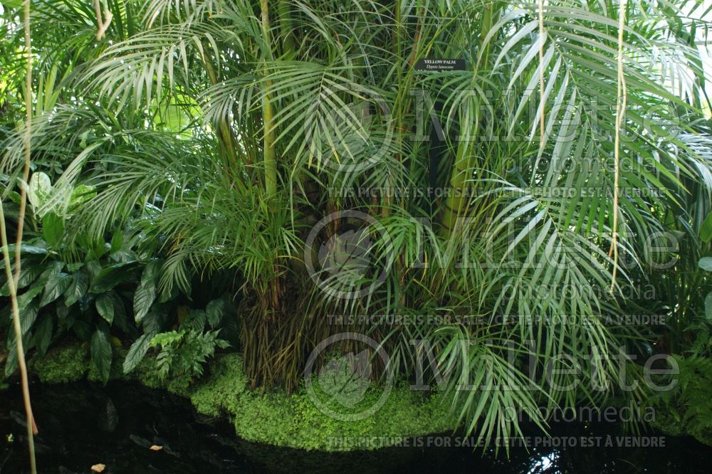 Dypsis lutescens aka Chrysalidocarpus lutescens (Areca Palm or Butterfly Palm) 9  