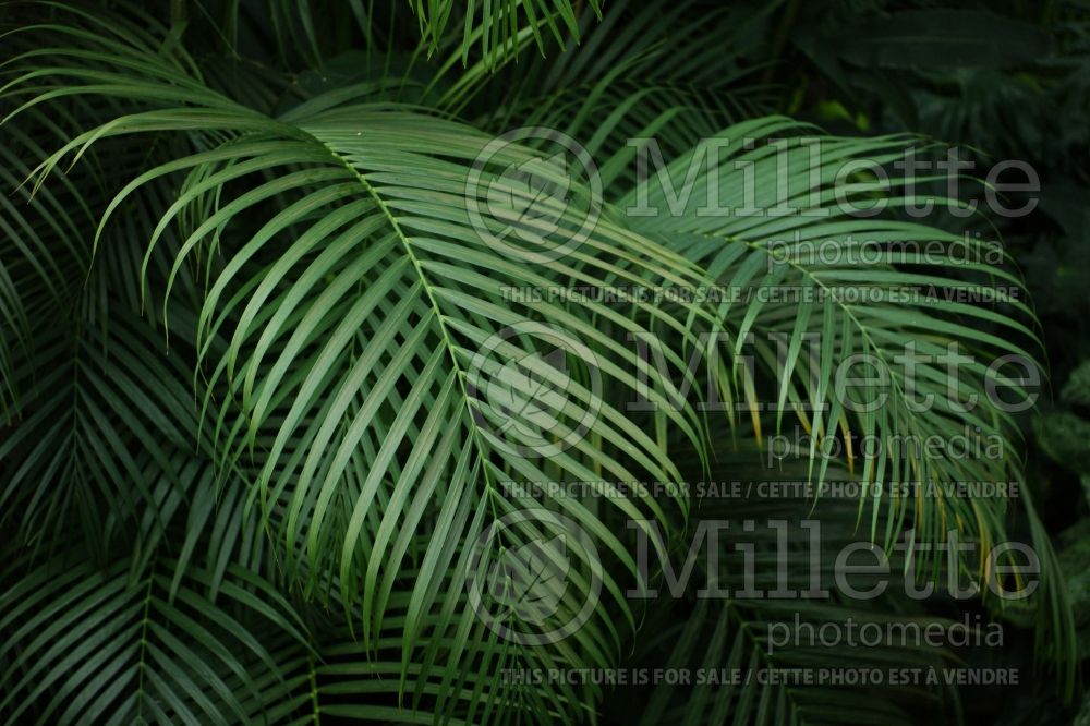 Dypsis lutescens aka Chrysalidocarpus lutescens (Areca Palm or Butterfly Palm) 10  