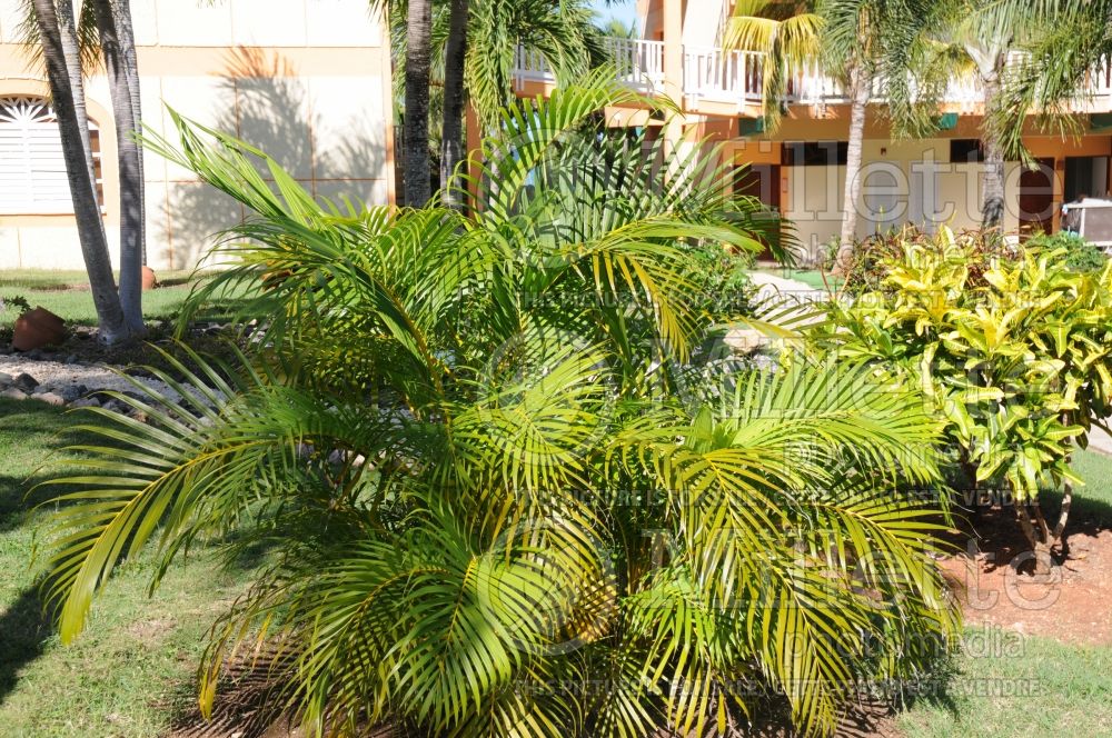 Dypsis lutescens aka Chrysalidocarpus lutescens (Areca Palm or Butterfly Palm) 2  