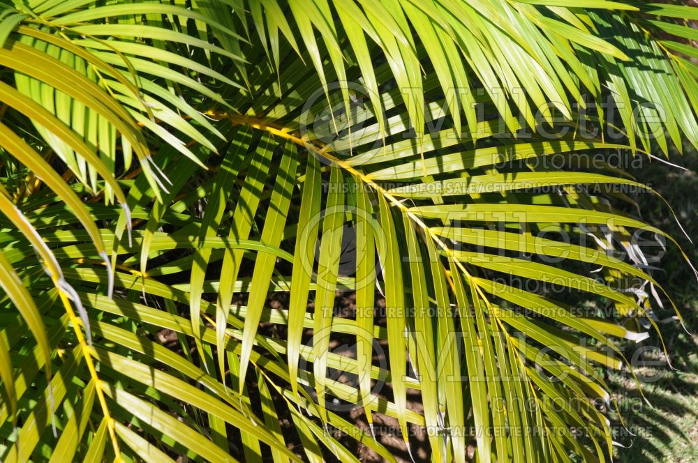 Dypsis lutescens aka Chrysalidocarpus lutescens (Areca Palm or Butterfly Palm) 4  