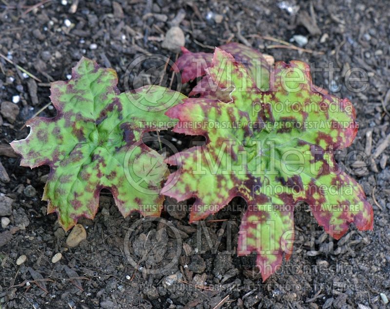 Dysosma delavayi (Chinese mayapple) 1