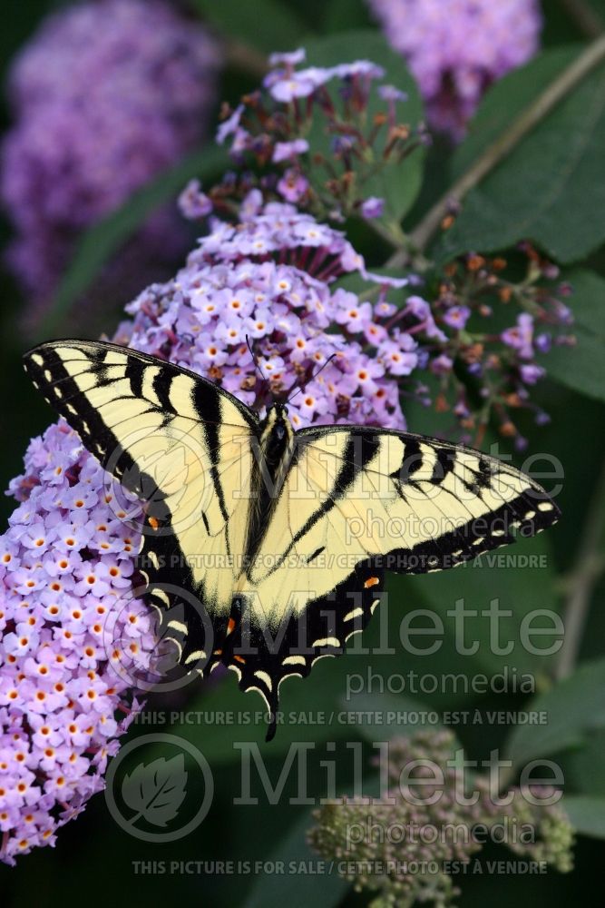 Butterfly Eastern tiger swallowtail (Papilio glaucus) on Buddleia (Ambiance) 30 