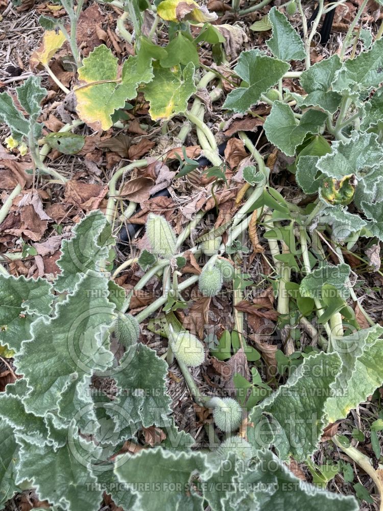 Ecballium elaterium (squirting cucumber) 1