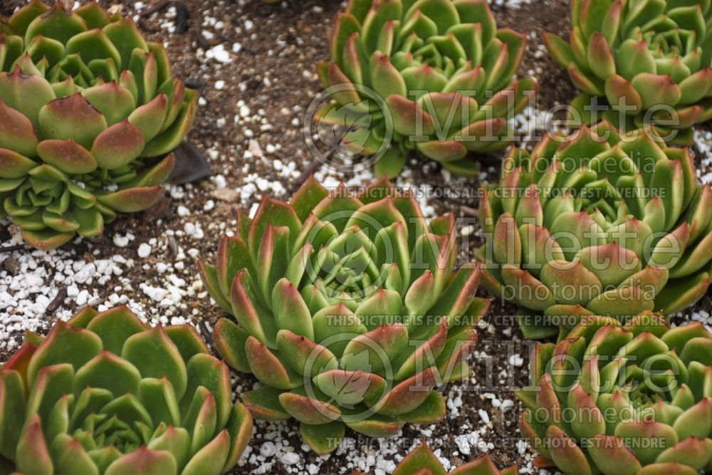 Echeveria Gilva (Echeveria cactus) 1 