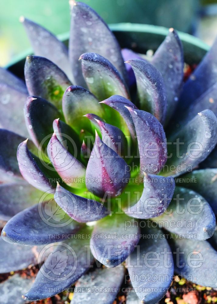 Echeveria Black Knight (Echeveria cactus) 1 