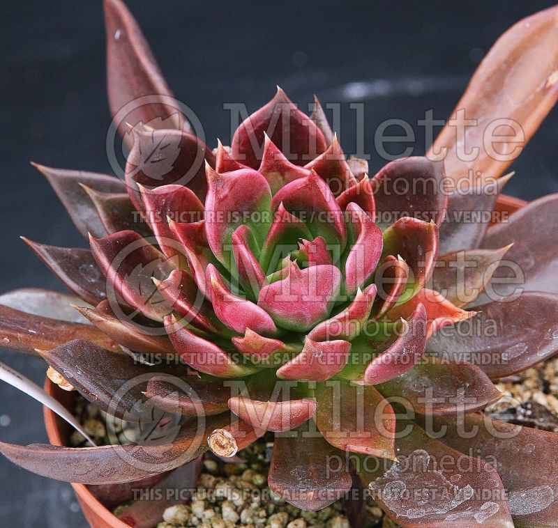 Echeveria Black Prince (Echeveria cactus) 3 