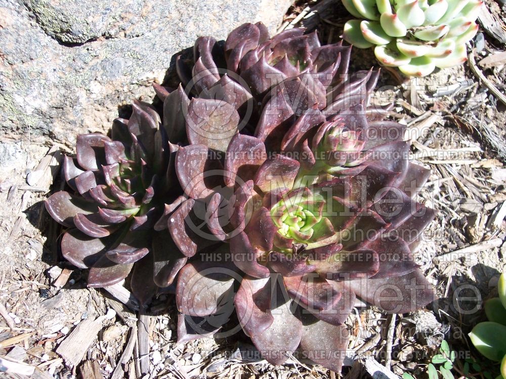 Echeveria Black Prince (Echeveria cactus) 1 