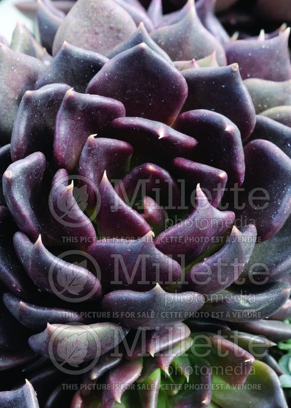 Echeveria Black Prince (Echeveria cactus) 5 