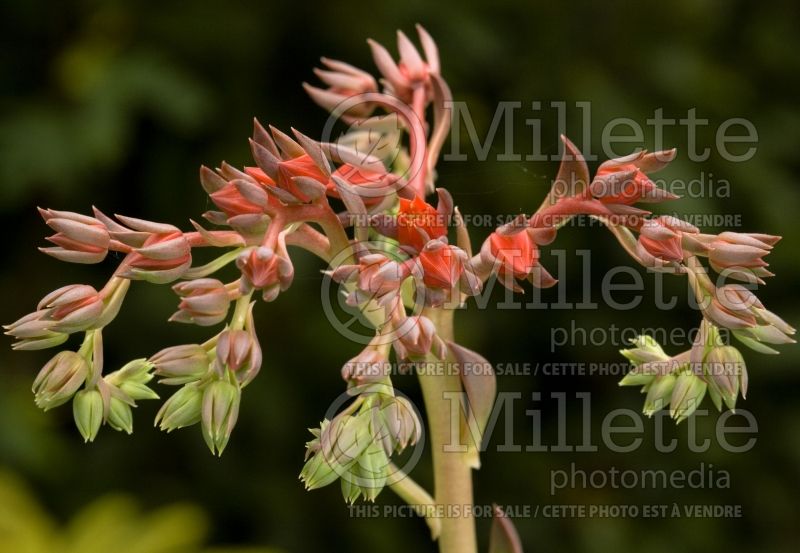 Echeveria Black River (Echeveria cactus) 2 