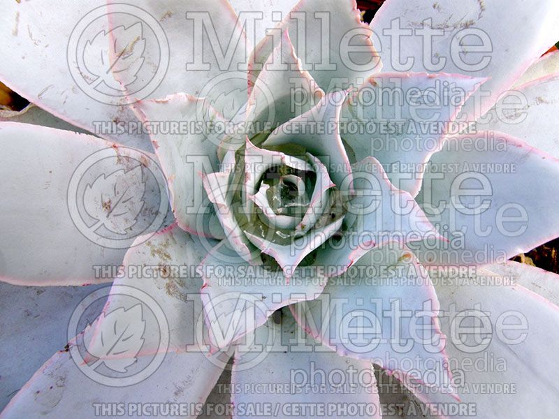 Echeveria cante (Houseleeks Hen and Chicks) 4 