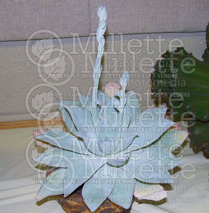 Echeveria cante (Houseleeks Hen and Chicks)  1