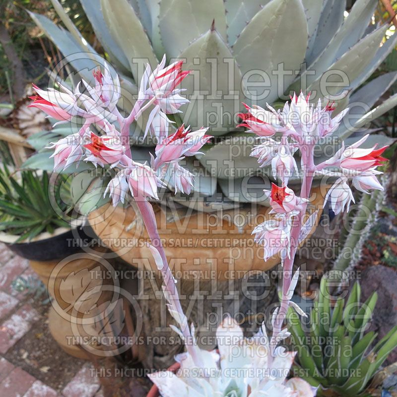 Echeveria cante (Houseleeks Hen and Chicks)  3