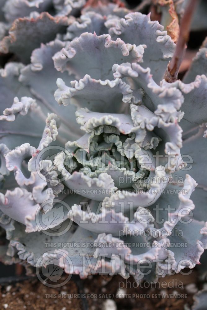 Echeveria Chocolate Truffle (Echeveria cactus) 1 