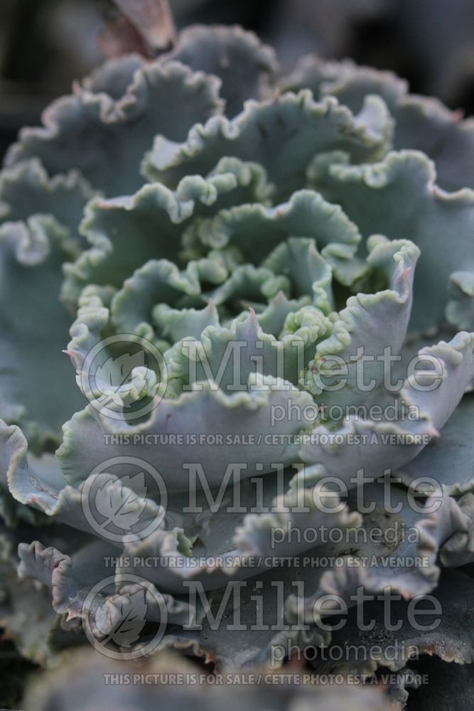 Echeveria Chocolate Truffle (Echeveria cactus) 2 