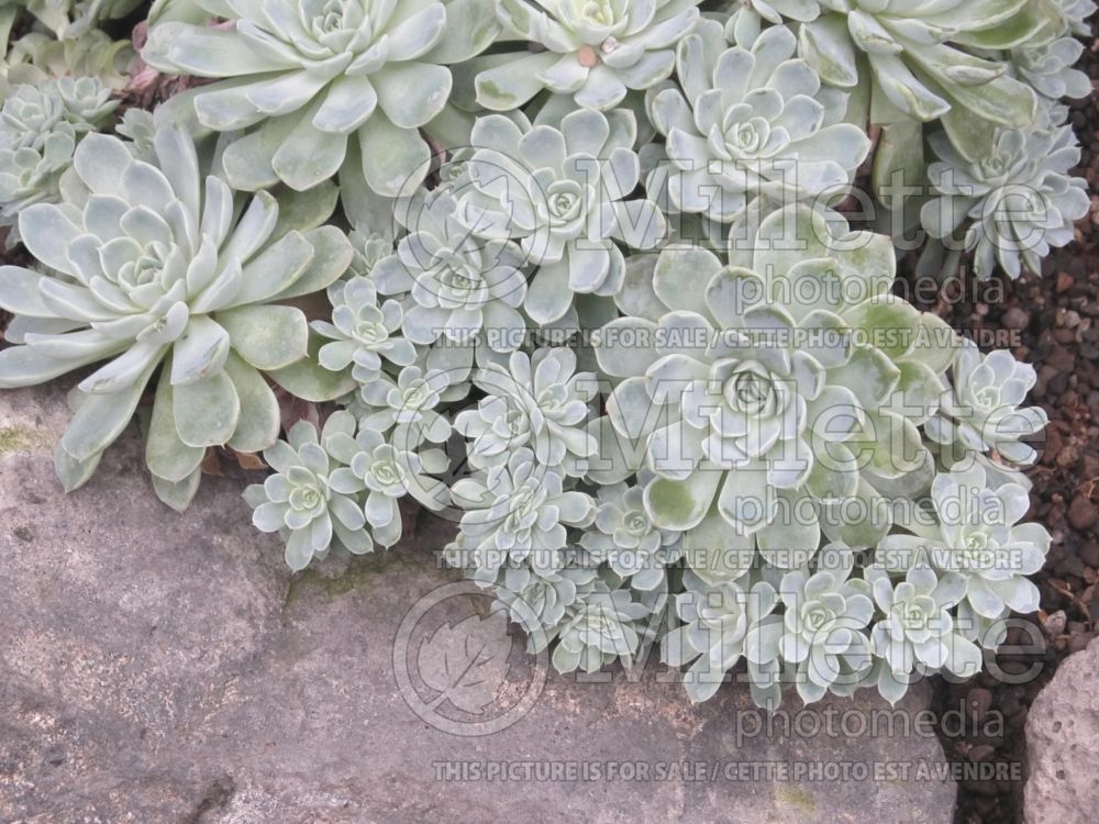 Echeveria elegans (Houseleeks Hen and Chicks) 1 