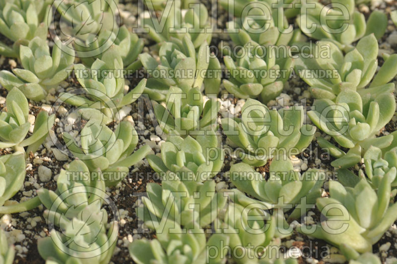 Echeveria prolifica (Mexican fire cracker Houseleeks Hen and Chicks) 1 