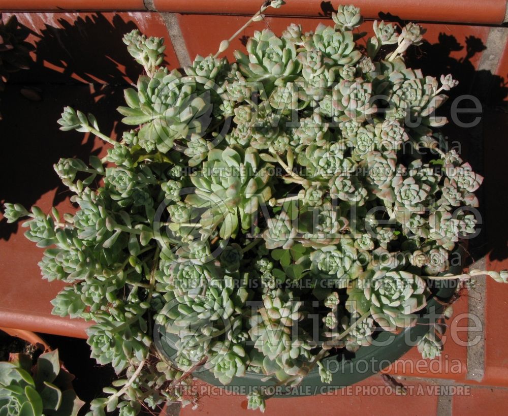 Echeveria prolifica (Mexican fire cracker Houseleeks Hen and Chicks) 3 