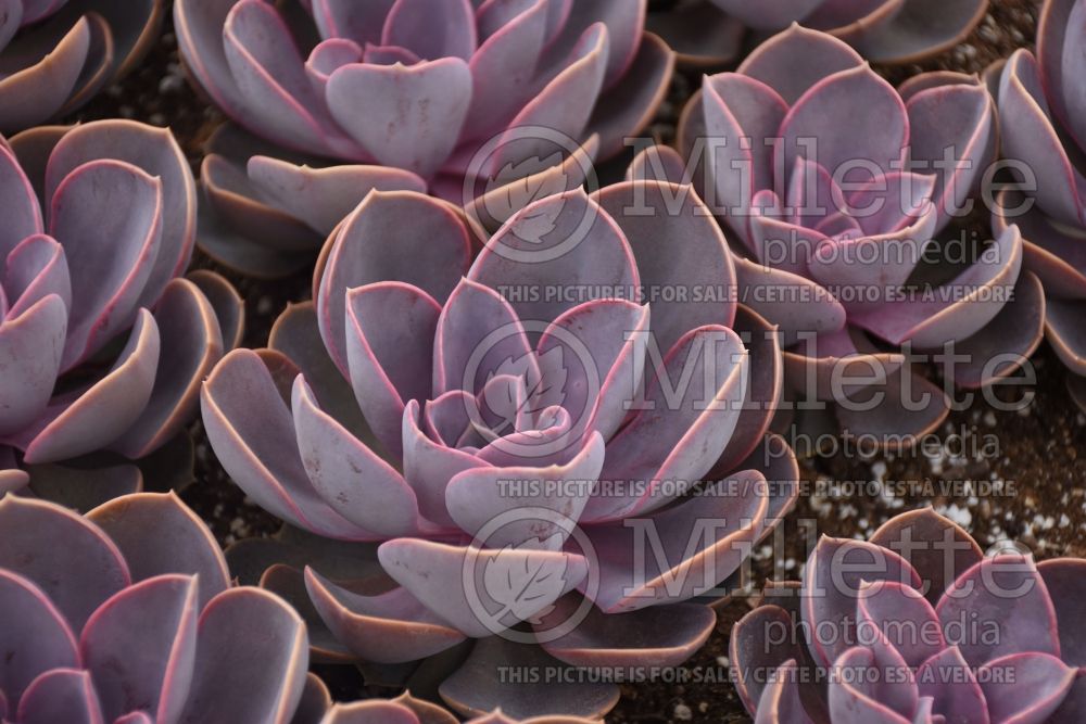 Echeveria Purple Pearl (Echeveria cactus) 1 