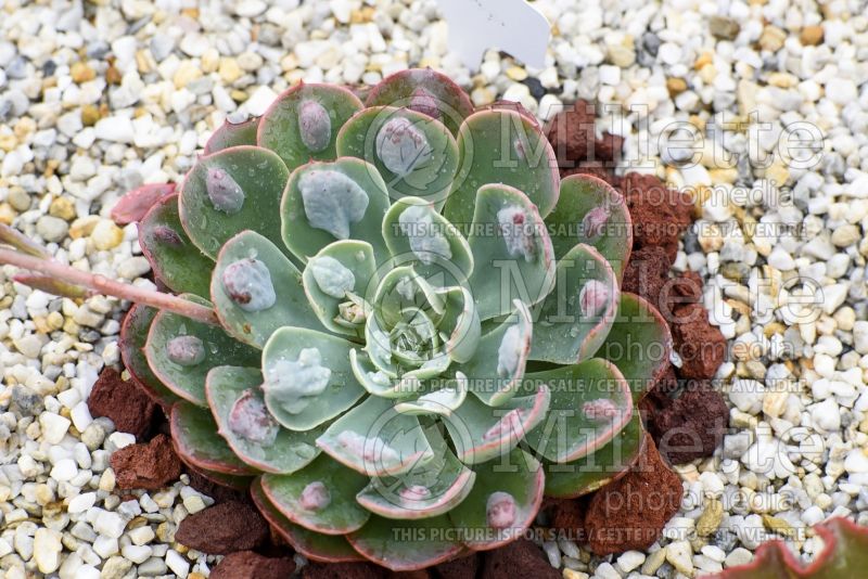 Echeveria Raindrops (Echeveria) 1 