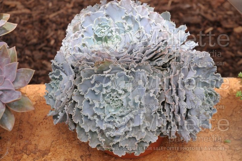 Echeveria Rosea (Echeveria cactus) 1 