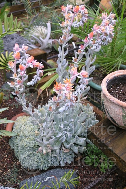 Echeveria runyonii (Houseleeks Hen and Chicks) 1