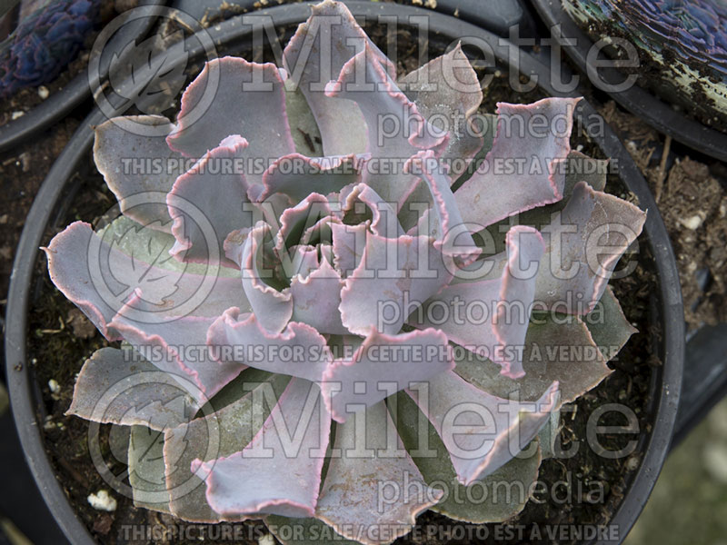 Echeveria Pink Frills (Mexican fire cracker Houseleeks Hen and Chicks) 1 